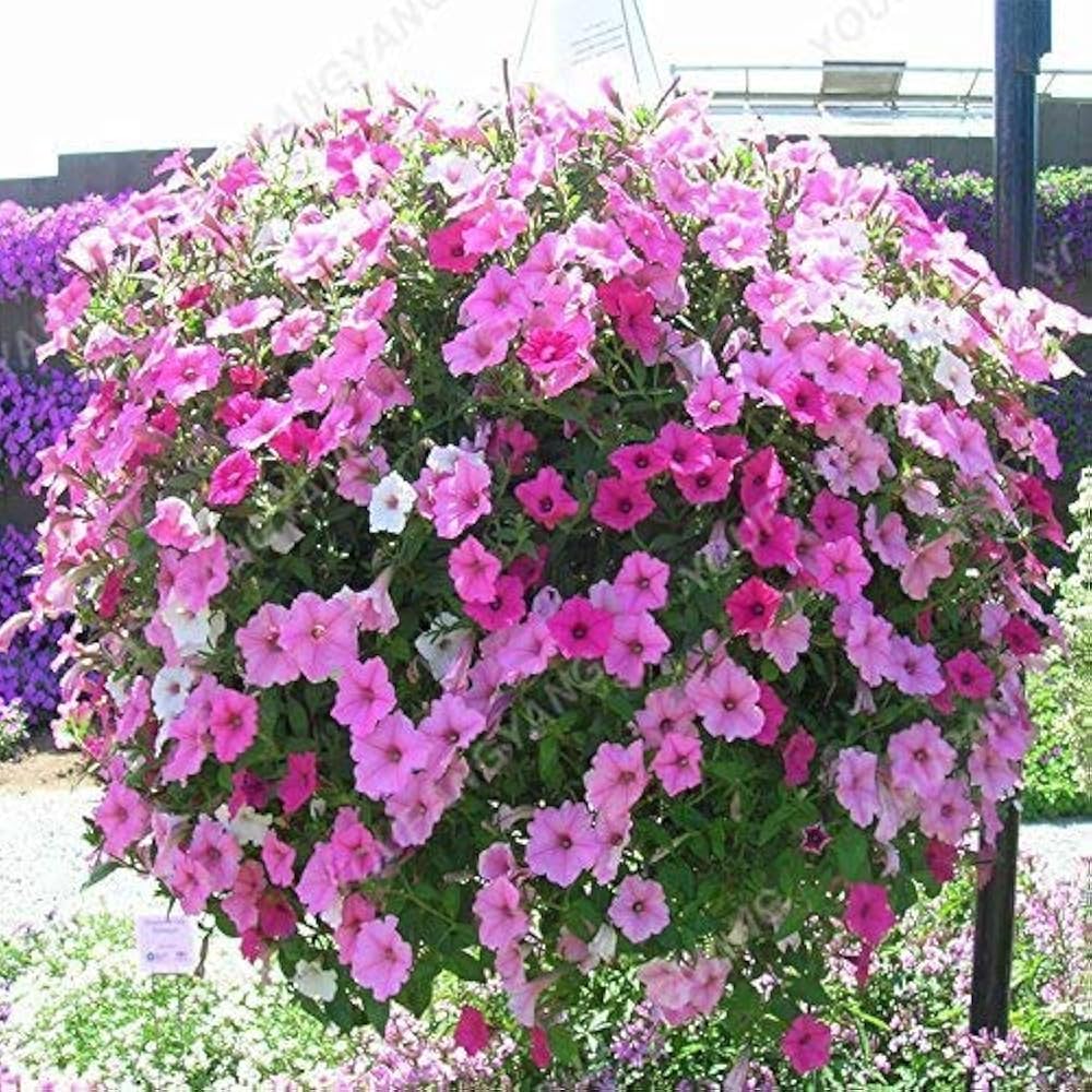 Petunia (flower Petunia hybrida Shock Wave Pink Vein pelleted) for planting in garden